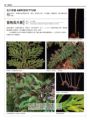 台灣原生植物全圖鑑第八卷（上）：蕨類與石松類　石松科－－烏毛蕨科