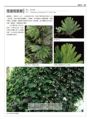 台灣原生植物全圖鑑第八卷（上）：蕨類與石松類　石松科－－烏毛蕨科