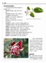 台灣傳統青草茶植物圖鑑（收錄常用青草茶植物113種，與24節氣獨家青草茶配方）